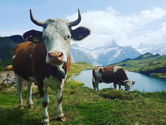 swiss cows looking at the camera