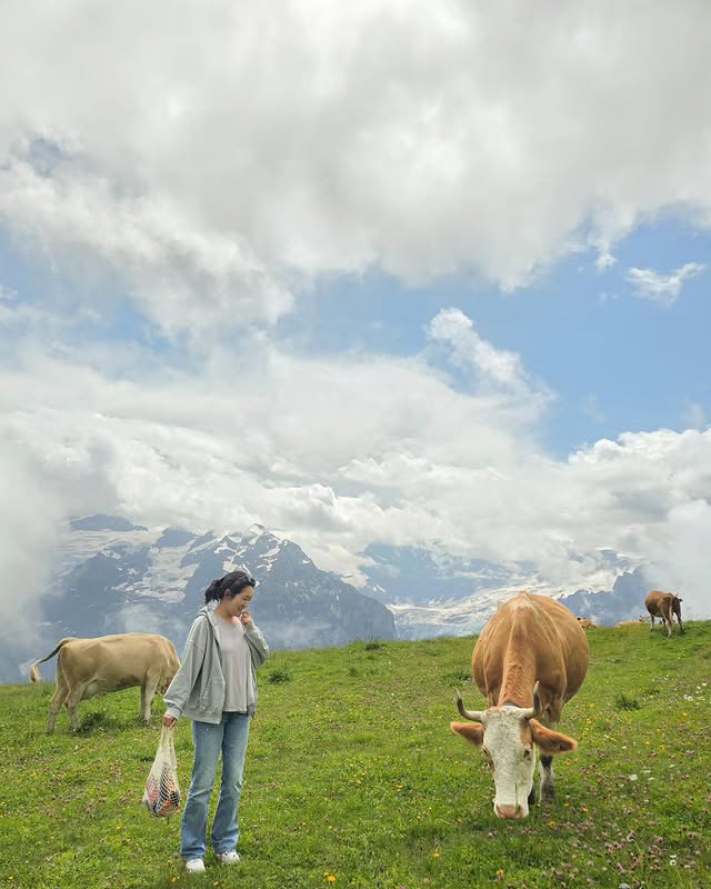 balmers interlaken alpin cows